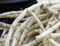折耳根的功效与作用（折耳根的功效与作用及食用方法）