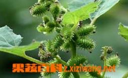 中药苍耳子的功效与作用（中药苍耳子的功效与作用点）