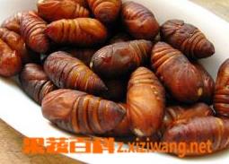 蚕蛹胶囊图片 蚕蛹提取物软胶囊