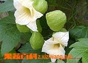 木鳖子有毒吗（木鳖子的毒副作用）