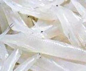银鱼的营养价值及功效 银鱼的营养价值及功效与作用