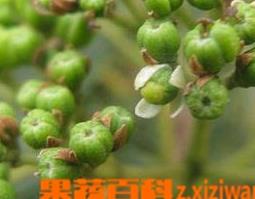 吴茱萸图片（吴茱萸图片大全大图）