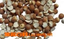 芡实的功效与作用及食用方法（薏仁芡实的功效与作用及食用方法）
