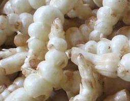 中药甘露子的功效与作用 中药甘露子的功效与作用是什么