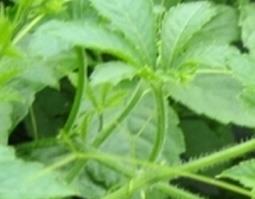 绞股蓝的功效与作用（绞股蓝的功效与作用泡水喝的功效）