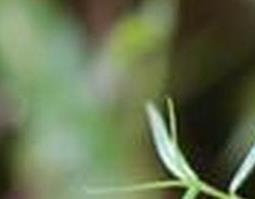 白花蛇舌草 白花蛇舌草半枝莲消除肿瘤