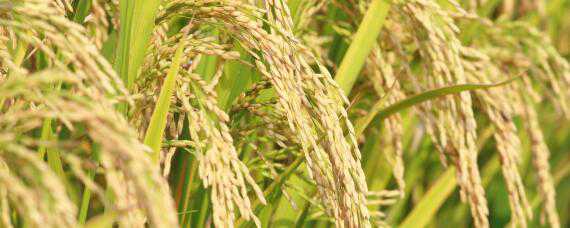 水稻叶尖发黄干枯是什么原因 水稻叶尖发黄干枯是什么原因怎么治