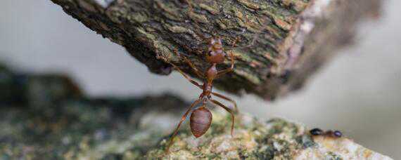 红火蚁用什么药可以杀死（什么药能杀死红火蚁）
