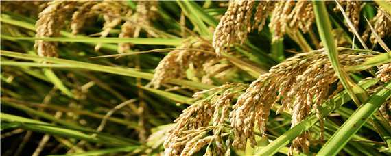 水稻一亩地能产多少斤（水稻一亩地能产多少斤大米）