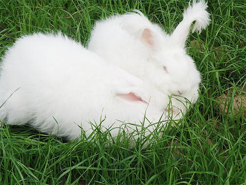 长毛兔养殖技术有哪些 长毛兔养殖技术有哪些好处