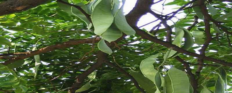 皂角树种植前景怎么样（皂角树种植前景怎么样知乎）