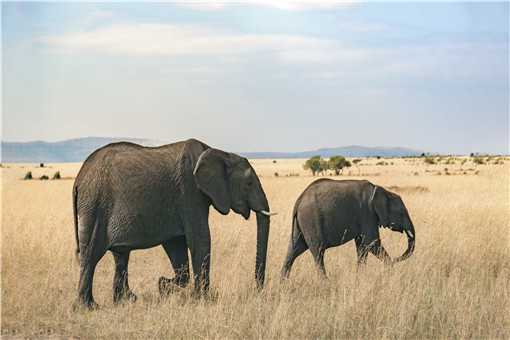 大象是几级保护动物 亚洲大象是几级保护动物
