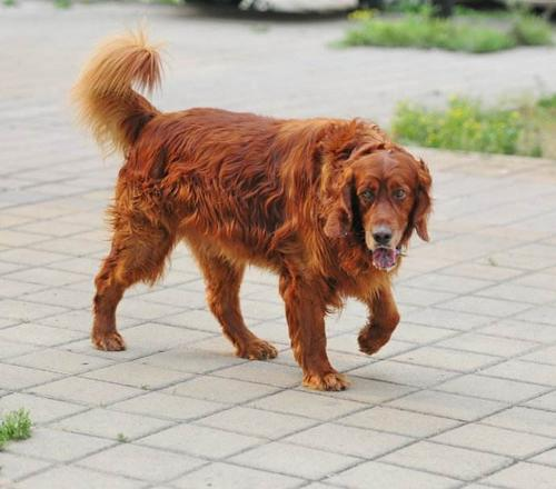 戈登雪达犬好吗 戈登雪达犬幼犬