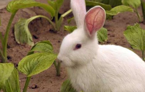兔子养殖的市场前景 养兔子有市场前景吗