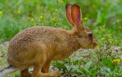 野兔和家兔有什么区别 野兔和家兔有什么区别图片