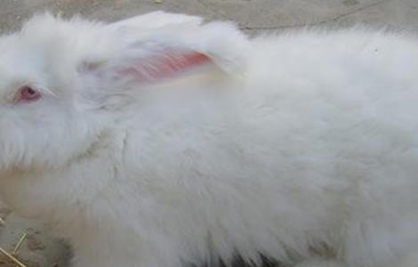长毛兔养殖的方法 长毛兔养殖技术
