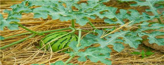 西瓜的种植时间与方法（西瓜的种植时间与方法和季节）