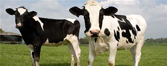 奶牛用药基本原则
