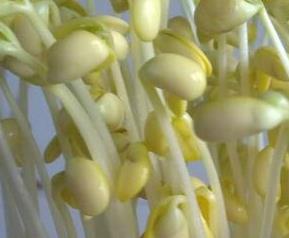 黄豆芽怎么发 黄豆芽怎么发芽的过程