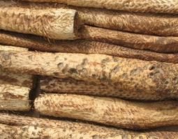肉苁蓉的功效（肉苁蓉的功效与作用的功能与主治与用量）