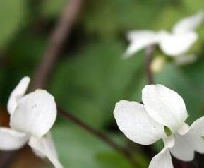 白花堇菜主要的营养价值 白玫瑰白菜营养价值