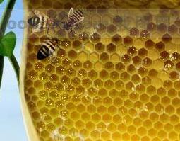 蜂房的功效与作用 蜂房的用法与用量