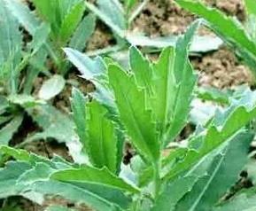 刺儿菜的营养价值与功效 刺儿菜的营养价值及功效