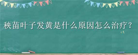 秧苗叶子发黄是什么原因怎么治疗