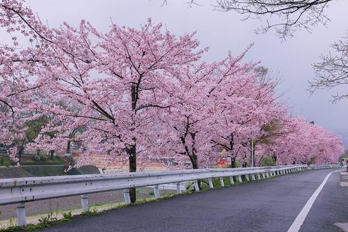 樱花树种植技术 樱花树种植技术要点