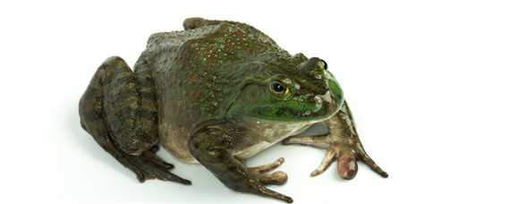 人工养殖的牛蛙有裂头蚴吗（人工养殖的牛蛙有裂头蚴吗能吃吗）