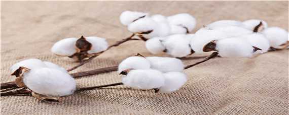 新疆种植棉花的优势条件是什么（新疆棉花生长的优势条件）