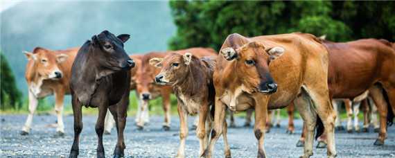 公牛和母牛怎么繁殖 种公牛和繁殖母牛可以一起饲养不