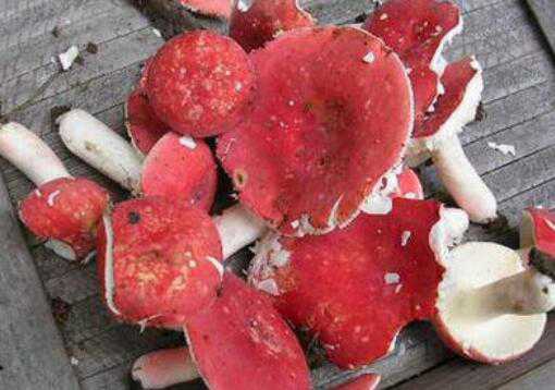 红菇和毒红菇的区别（红菇和毒蘑菇的区别）