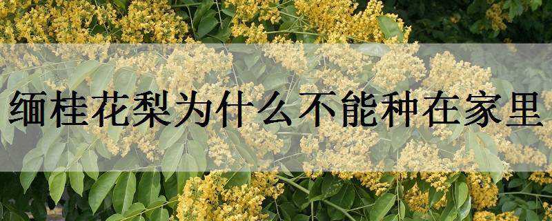 缅桂花梨为什么不能种在家里 缅桂花能不能种在家