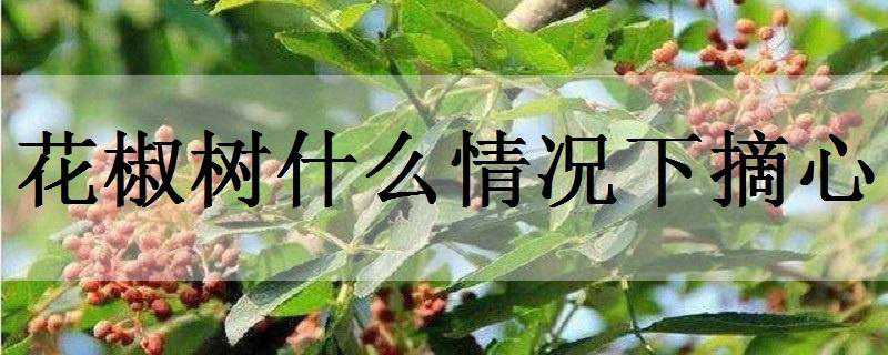 花椒树什么情况下摘心 8月份花椒树能不能修剪与摘心早花椒