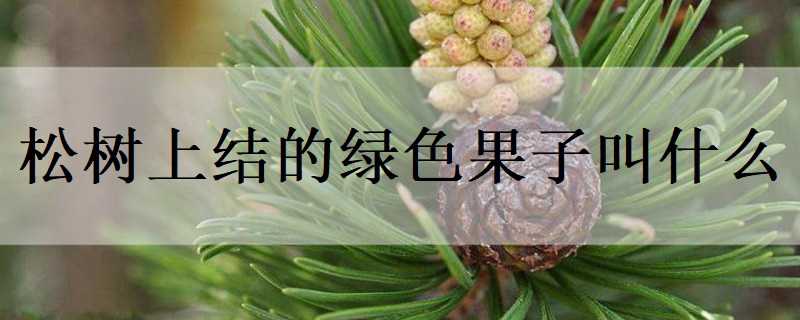 松树上结的绿色果子叫什么（松树上结的绿色果子叫什么树）