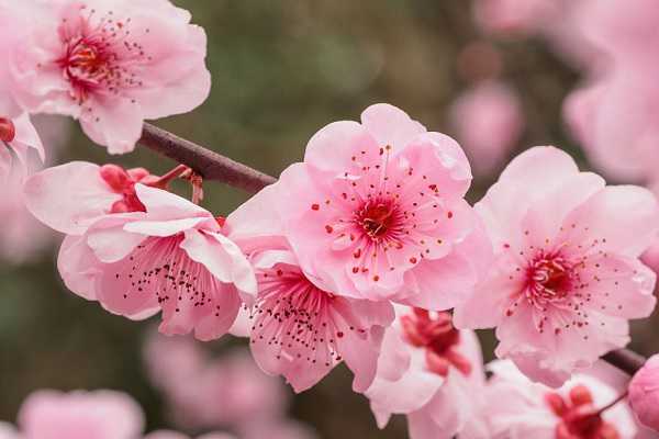 梅花为什么在冬天开花 原因有哪些