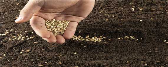 土壤固化剂怎么使用 土壤固化剂怎样使用