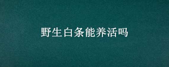 野生白条能养活吗 野生白条能长多大