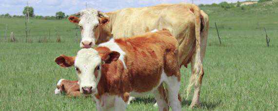 黄白花牛是什么品种（黄花牛是什么品种牛）