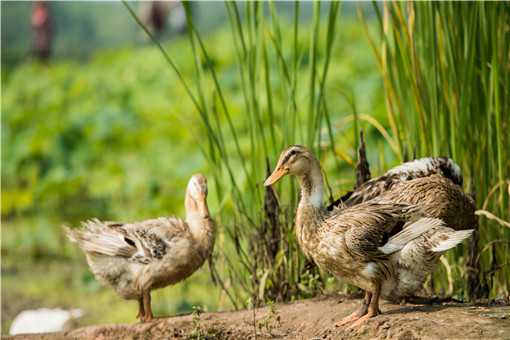 肉鸭怎么养殖 肉鸭养殖方法