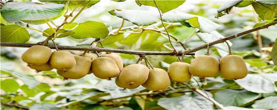 软枣猕猴桃的栽培与管理技术（软枣猕猴桃的栽培与管理技术视频）