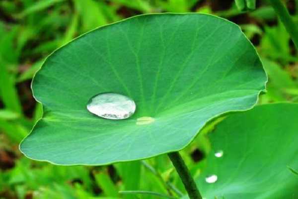 植物细胞都有液泡吗，液泡的功能是什么