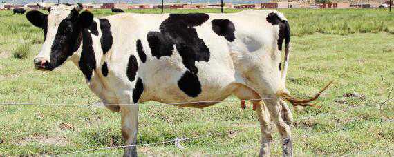 母牛配种几天可以打口蹄疫苗 母牛打口蹄疫疫苗后多久能配种