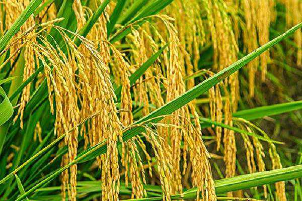 2021年水稻价格走势，最新行情预测 2021年全年水稻行情走势