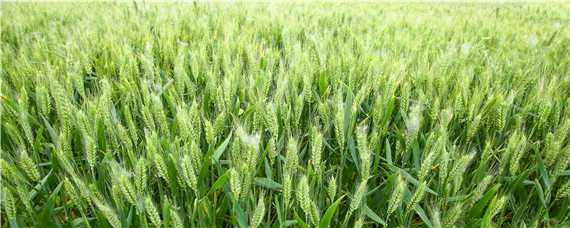 戊唑醇防治小麦哪些病
