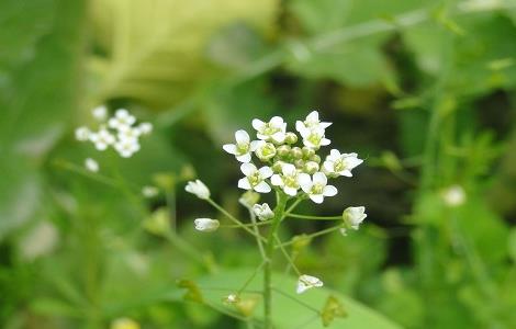 荠菜花