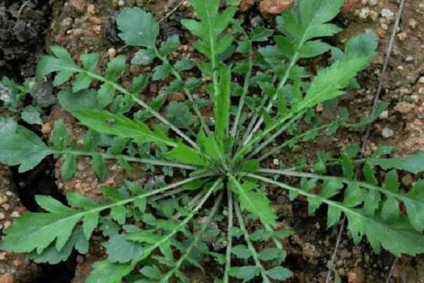 荠菜种子怎样催芽 荠菜的种植方法有哪些