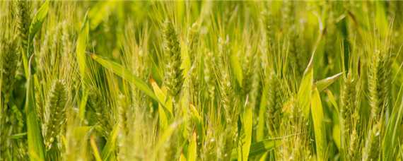 小麦白锈病用什么农药
