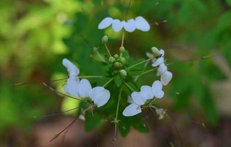 白花菜的功效与作用